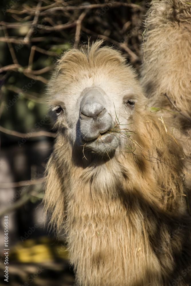 Fototapeta premium Trampeltier (Camelus ferus) - Portrait
