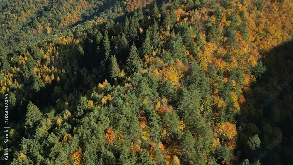 Spectacular aerial view of an autumn forest. The vibrant colors of the leaves contrast beautifully with the evergreens. Perfect for nature documentaries, travel brochures, or environmental projects. Spectacular aerial view of an autumn forest. The vibrant colors of the leaves contrast beautifully with the evergreens. Perfect for nature documentaries, travel brochures, or environmental projects.