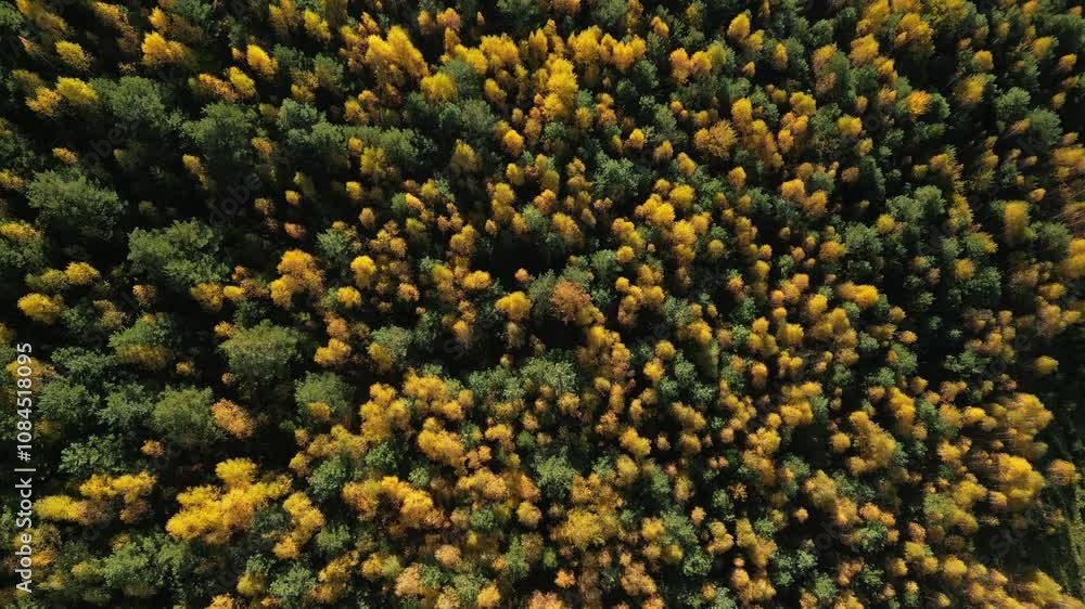 Spectacular aerial view of an autumn forest. Golden and green leaves create a stunning natural pattern. Perfect for nature, environment, or seasonal themes. Spectacular aerial view of an autumn forest. Golden and green leaves create a stunning natural pattern. Perfect for nature, environment, or seasonal themes.