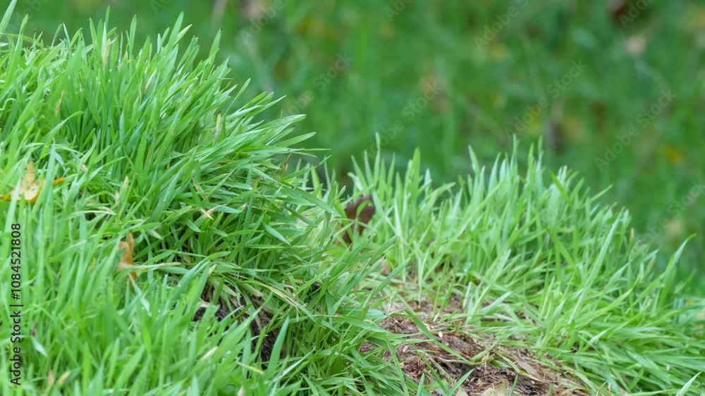 close-up of a feeding grey squirrel (Sciurus carolinensis) amongst vibrant green grass close-up of a feeding grey squirrel (Sciurus carolinensis) amongst vibrant green grass