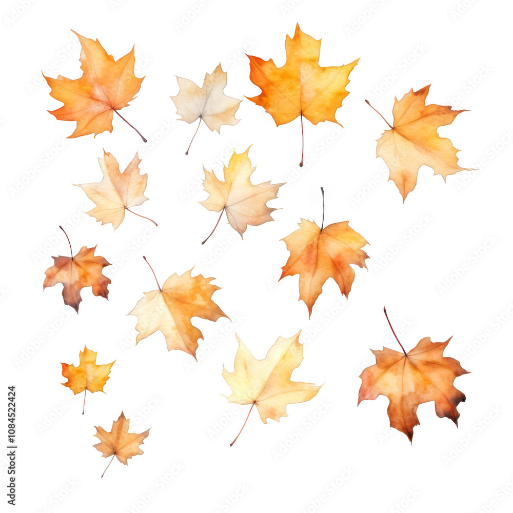 Obraz premium A Collection of Falling Autumn Maple Leaves in Warm Hues