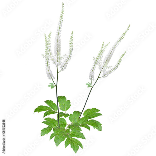 Actaea racemosa | the black cohosh | native North American Woodland Wildflower Isolated on White Background