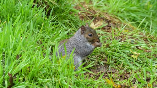 close-up of a feeding grey squirrel (Sciurus carolinensis) amongst vibrant green grass 