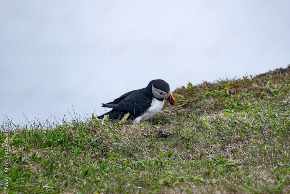 Obraz premium A puffin looking down at its surroundings from the rugged cliffs of the Bonavista Peninsula, captured in its natural coastal habitat at the Elliston Puffin Viewing Point.