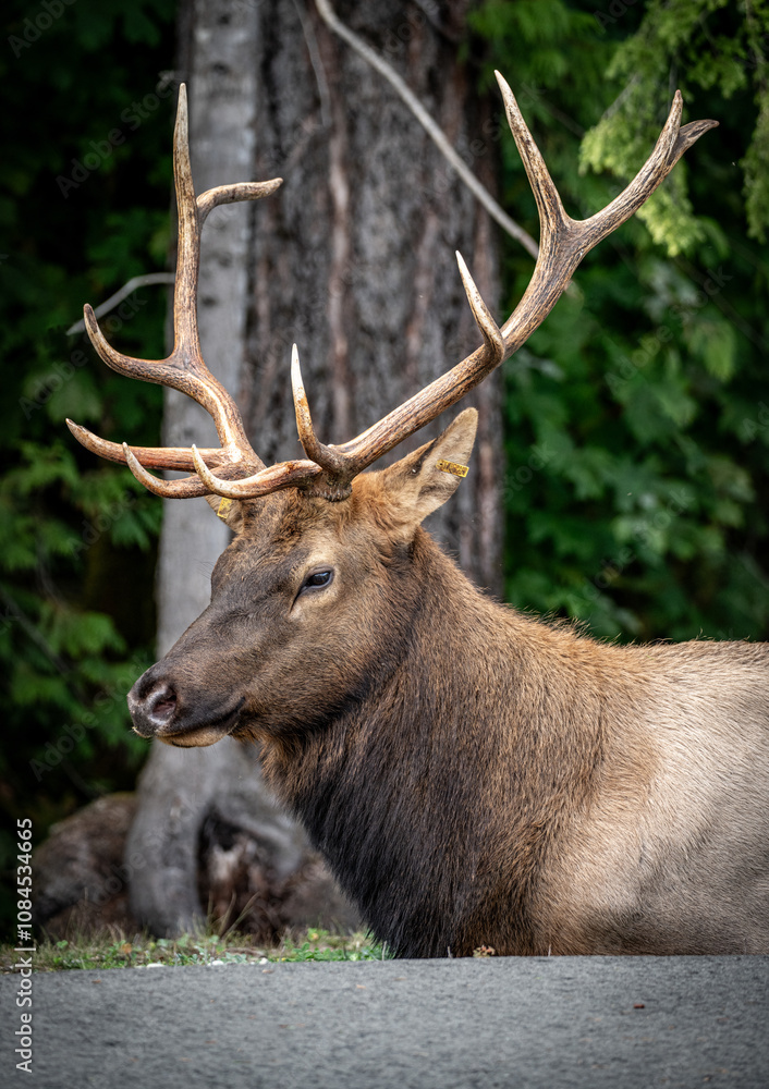 Majestic Vancouver Island Roosevelt Elk captured in their natural habitat, showcasing the beauty and grace of British Columbia's wildlife