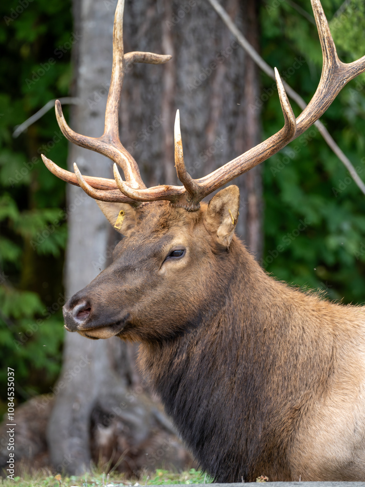Majestic Vancouver Island Roosevelt Elk captured in their natural habitat, showcasing the beauty and grace of British Columbia's wildlife Majestic Vancouver Island Roosevelt Elk captured in their natural habitat, showcasing the beauty and grace of British Columbia's wildlife