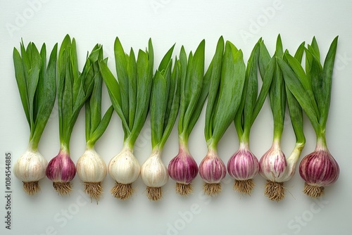 Arrangement of garlic bulbs and fresh green leaves on a white background capt...