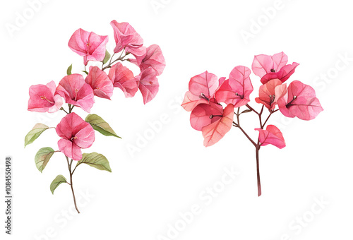 Fototapeta Naklejka Na Ścianę i Meble -  Bougainvillea flower branch, watercolor clipart illustration with isolated background.