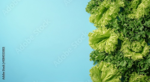Fresh green lettuce leaves arranged artistically against a light blue backgro...