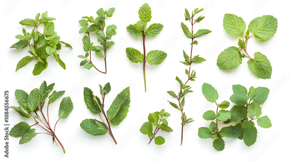 Assorted fresh mint leaves and branches on white background, culinary herbs composition, top view Assorted fresh mint leaves and branches on white background, culinary herbs composition, top view