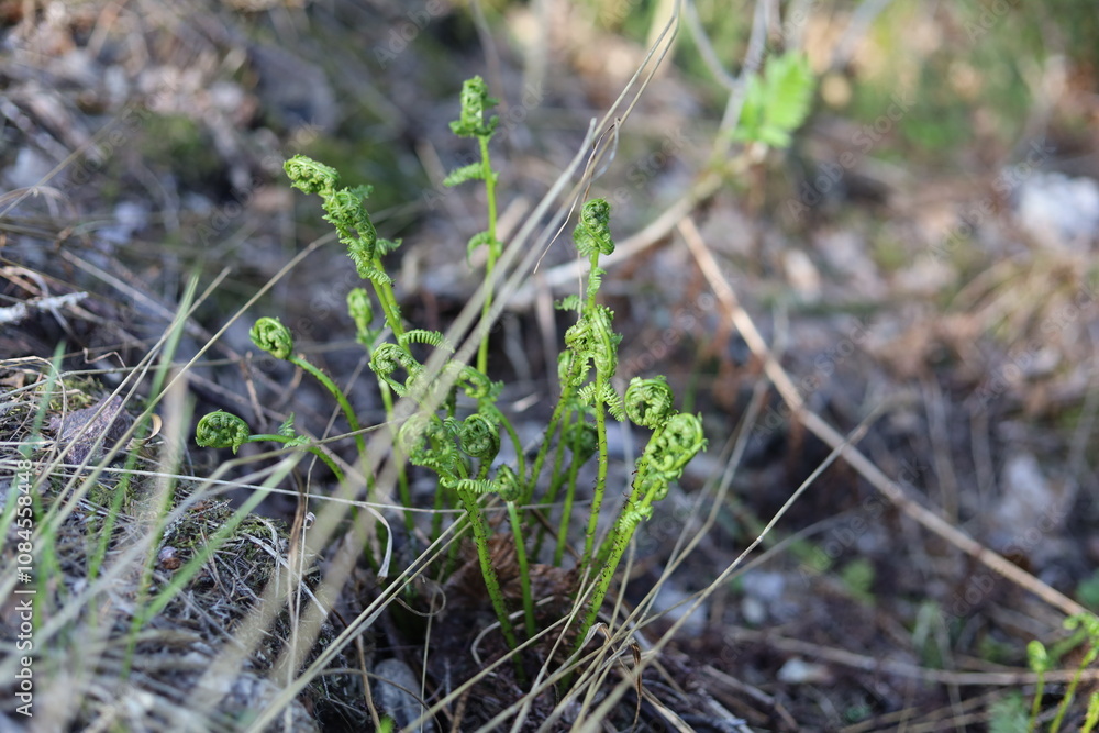 The shoots of a young fern in the forest. The shoots of a young fern in the forest.