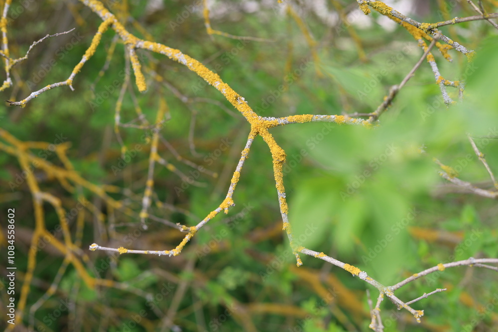 Textured surface. A tree branch covered with moss. Textured surface. A tree branch covered with moss.