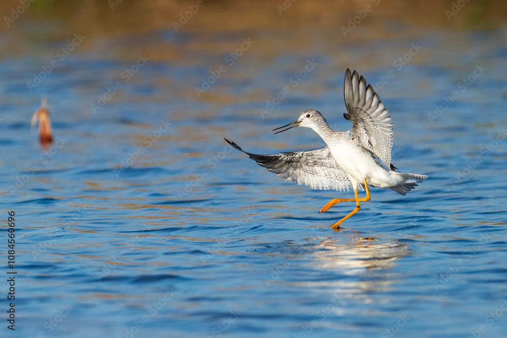 Greater Yellowlegs Landing Greater Yellowlegs Landing