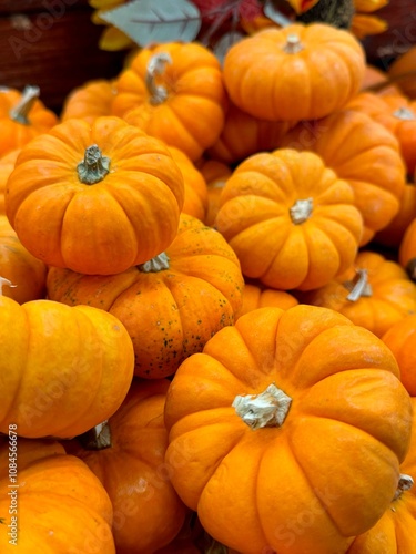 Calabazas coloridas, varios tipos, cosecha colorida photo