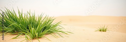 Vibrant green grass in the arid desert of Sharjah, UAE, survival, hot, wilderness