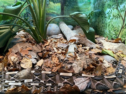 West African Gaboon viper in leaves photo