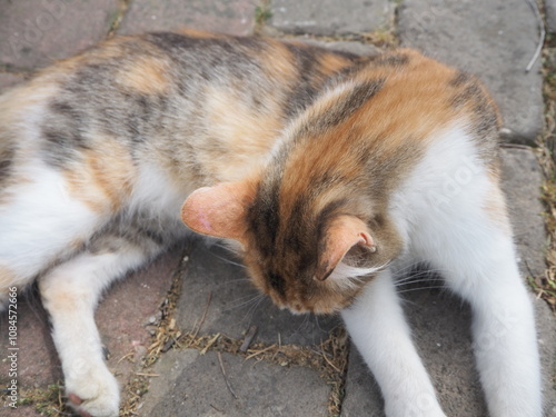 Cat on the ground