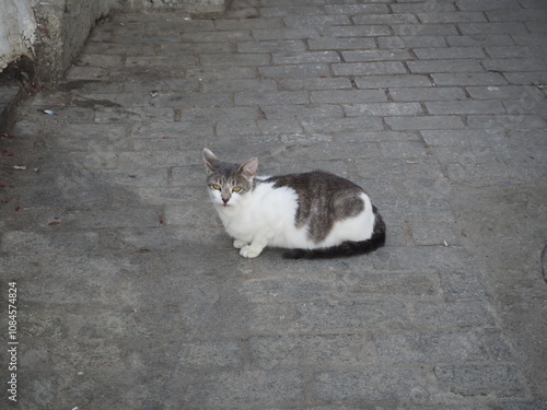 Cat on the ground
