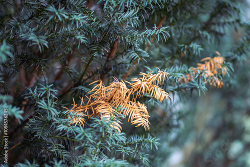 Branches of yew tree adorned with yellowing needles in forest or park in autumn. Seasonal transition, evergreen beauty, fall colors, nature cycle, evergreen foliage, exploring autumn landscapes photo