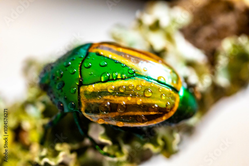 Beautiful green and yellow South American tropical beetle (Macraspis festiva) known as 