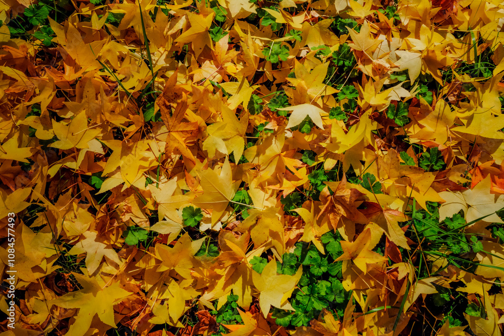 Hojas amarillas caídas por la llegada del otoño. Hojas amarillas caídas por la llegada del otoño.