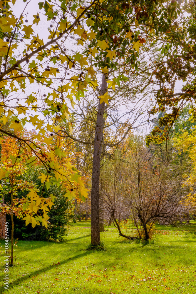 Naklejka premium Arbolada y vegetación en temporada de otoño