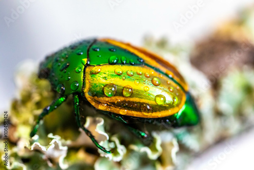 Beautiful green and yellow South American tropical beetle (Macraspis festiva) known as 