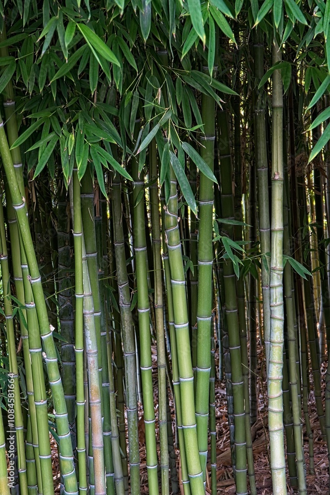 Dense growth of Golden Bamboo, Phyllostachys aurea. Dense growth of Golden Bamboo, Phyllostachys aurea.