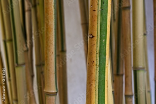 Closeup of bamboo with a green stripe on the Culm (The main stem of bamboo). photo