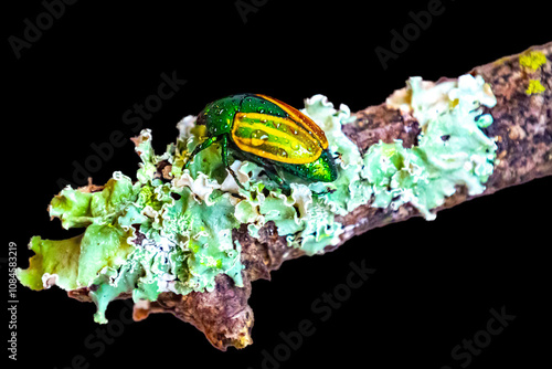 Beautiful green and yellow South American tropical beetle (Macraspis festiva) known as 