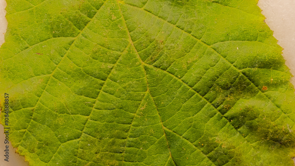 Fototapeta premium texture d'une feuille de noisetier, sous une lumière artificielle
