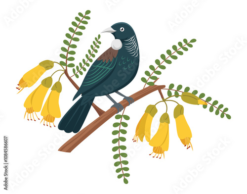 A Tui, a native New Zealand bird, perches on a branch of Kowhai.
