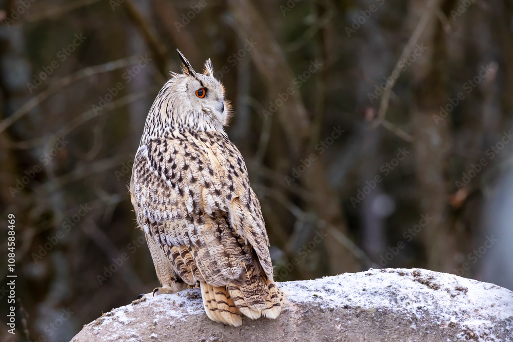 Western siberian eagle owl (Bubo bubo sibiricus) sitting on snowy rock in the forest in colorfull sunset