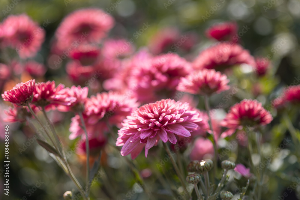 Pink flowers. Solid carpet of lush bright pink flowers, garden art, close-up of flowering. Foreground in focus, foreground in blur Pink flowers. Solid carpet of lush bright pink flowers, garden art, close-up of flowering. Foreground in focus, foreground in blur