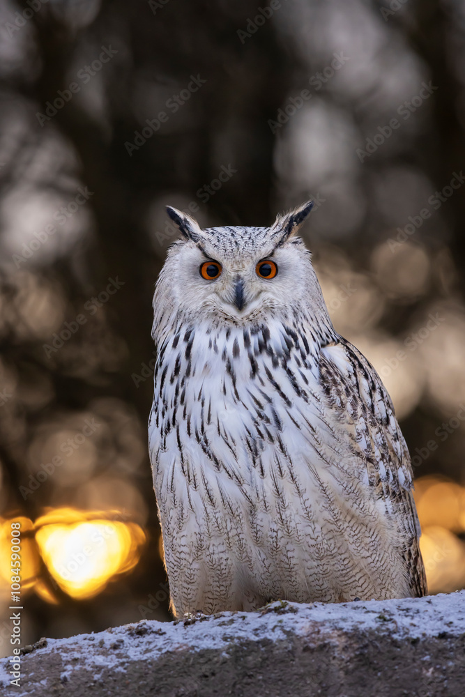 Western siberian eagle owl (Bubo bubo sibiricus) sitting on snowy rock in the forest in colorfull sunset