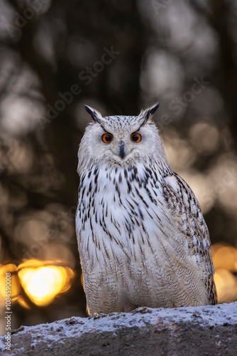 Obraz na płótnie Western siberian eagle owl (Bubo bubo sibiricus) sitting on snowy rock in the forest in colorfull sunset w salonie