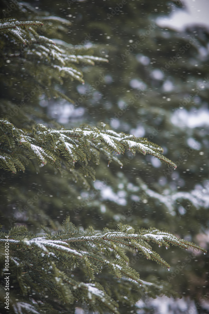 Spruce branches in the snow Spruce branches in the snow