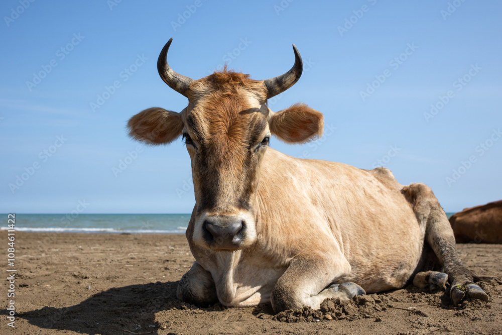 Red cow chewing grass, close-up, sunny day and blue sky Red cow chewing grass, close-up, sunny day and blue sky