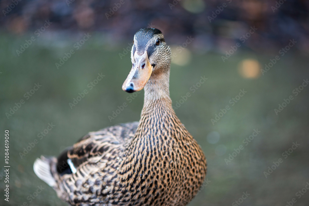 Alert Female Mallard Duck Close-Up :Striking close-up of a female mallard duck with detailed feather patterns and a focused gaze. Blurred natural background highlights the bird's features. Alert Female Mallard Duck Close-Up :Striking close-up of a female mallard duck with detailed feather patterns and a focused gaze. Blurred natural background highlights the bird's features.