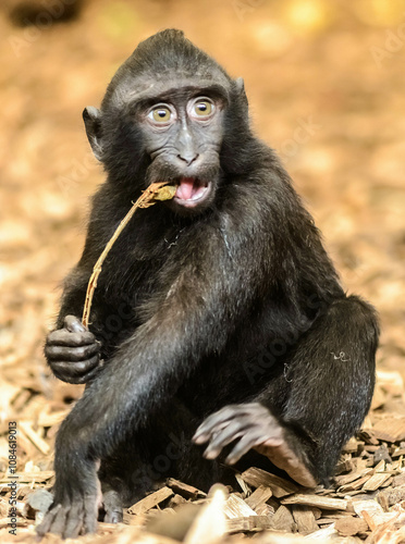 Cheeky Macaque: An adorable young Sulawesi crested macaque chews on a leafy stem, its surprised expression captured in a close-up.