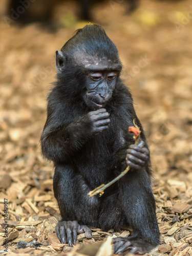 Curious Macaque: A young Sulawesi crested macaque sits, delicately holding and examining a piece of food.