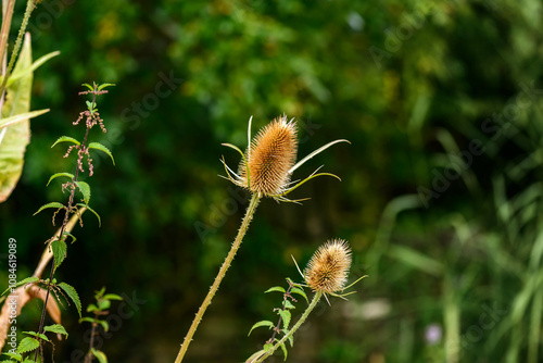 Wild Teasel: Two dried teasel seed heads stand tall against a blurred green background, capturing the beauty of late summer.