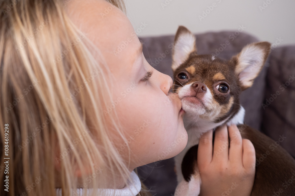 Young Caucasian girl kissing a small brown and white Chihuahua while holding it gently Young Caucasian girl kissing a small brown and white Chihuahua while holding it gently