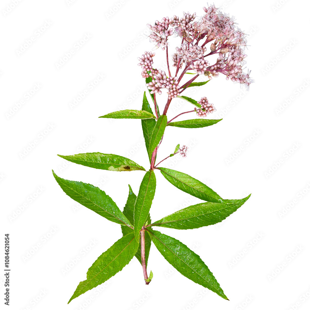 Φωτογραφία Spotted Joe-pye Weed | Eutrochium maculatum | North American Wetland Wildflower