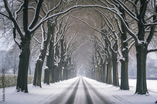 A magical winter park with snow-covered trees forming a symmetrical path surrounded by untouched snow and peaceful scenery photo