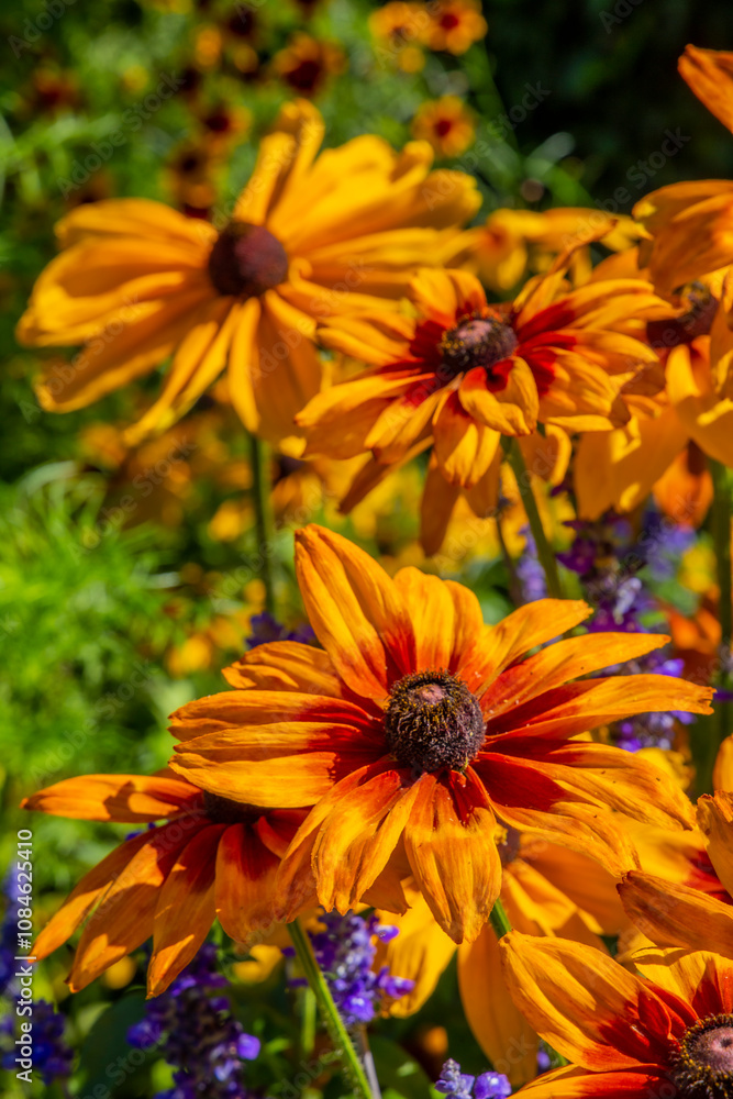 Bouquet of wild flowers in the garden, ful color cotaggecore flowers, cottagecore flowers in the garden in basket too, yellow, violete, white, orange wild flowers Bouquet of wild flowers in the garden, ful color cotaggecore flowers, cottagecore flowers in the garden in basket too, yellow, violete, white, orange wild flowers