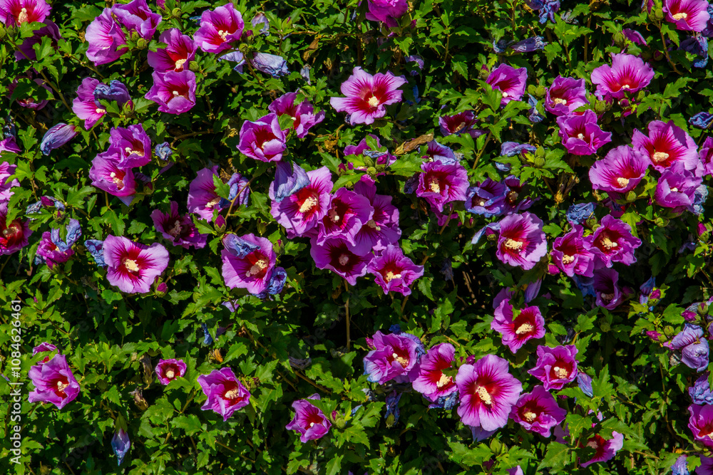 Flowers wall texture, isolated fence flowers in the garden, closeup violete flowers, petals of flowers, garden separation fence Flowers wall texture, isolated fence flowers in the garden, closeup violete flowers, petals of flowers, garden separation fence