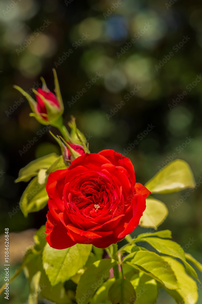Bouquet red roses flowers. Rose wedding backgrounds. Closeup roses in the garden, isolated natural painting, perfect for card writing invitation Bouquet red roses flowers. Rose wedding backgrounds. Closeup roses in the garden, isolated natural painting, perfect for card writing invitation