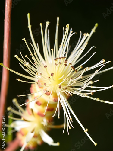 Close up of capparis decidua flowering plant photo