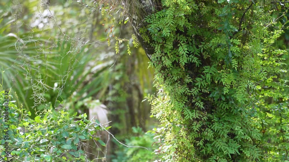 Beautiful tropical nature. Jungle rainforest with green palm trees and wild vegetation in southern Florida. Dense rainforest ecosystem Beautiful tropical nature. Jungle rainforest with green palm trees and wild vegetation in southern Florida. Dense rainforest ecosystem
